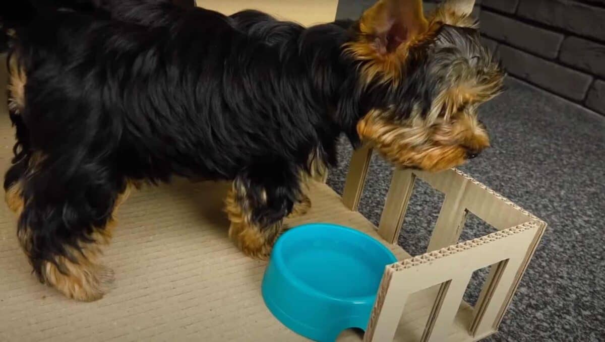 Is Polished Concrete Pet-friendly?